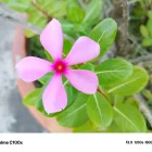 Realme C100x Angle/Color Variant 67